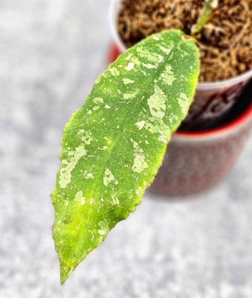 Hoya Undulata Red Leaf Hoya Undulata Red Leaf
