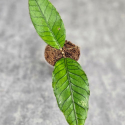 Hoya Sp. Aceh Badak Uken 