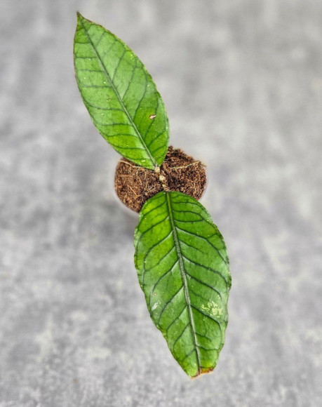 Hoya Sp. Aceh Badak Uken Hoya Sp. Aceh Badak Uken