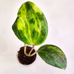 Hoya Macrophylla Mutation Peridot 