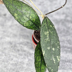 Hoya Clemensiorum Aceh #003           