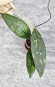 Hoya Clemensiorum Aceh #003           