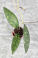 Hoya Clemensiorum Aceh #003           