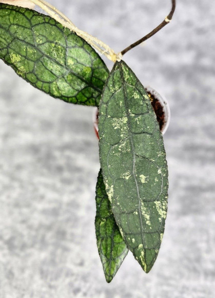 Hoya Clemensiorum Aceh #003           