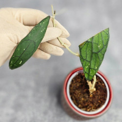 Hoya Clemensiorum Aceh #031