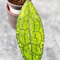 Hoya Clemensiorum Aceh ar #144