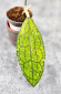 Hoya Clemensiorum Aceh ar #144