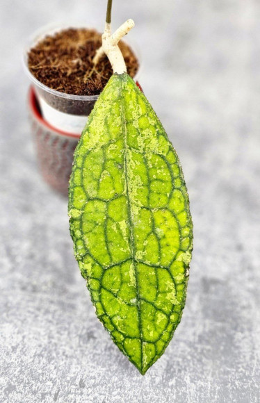 Hoya Clemensiorum Aceh ar #144