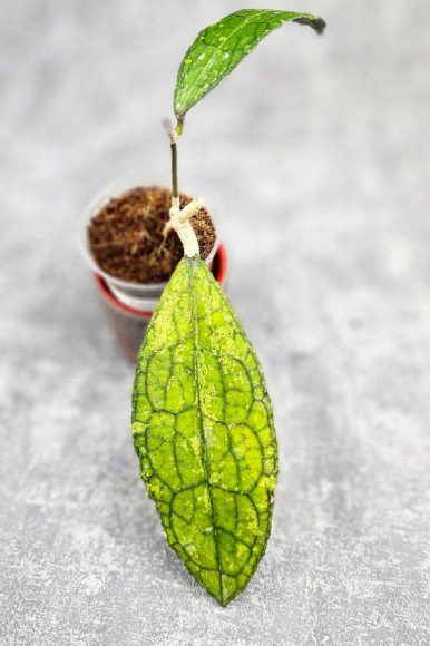 Hoya Clemensiorum Aceh ar #144 Hoya Clemensiorum Aceh ar #144