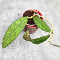 Hoya Clemensiorum Sumatra  #003  