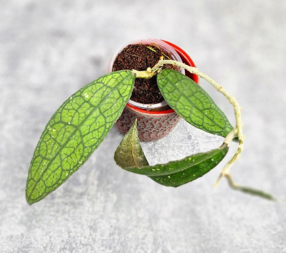 Hoya Clemensiorum Sumatra  #003  