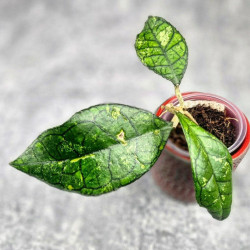 Hoya Clemensiorum Sarawak #002  