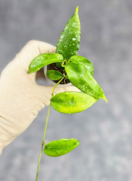 Hoya Caudata Aceh Hoya Caudata Aceh