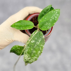 Hoya Caudata Aceh  High Splash 