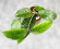 Hoya Sp Aceh