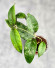 Hoya Sp Aceh
