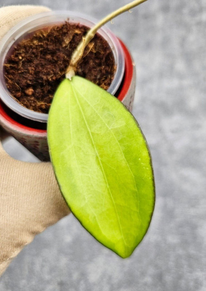 Hoya Cinnamomifolia Var Hoya Cinnamomifolia Var