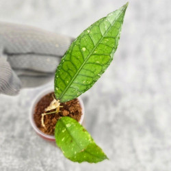 Hoya Sp. Aceh Badak Uken 