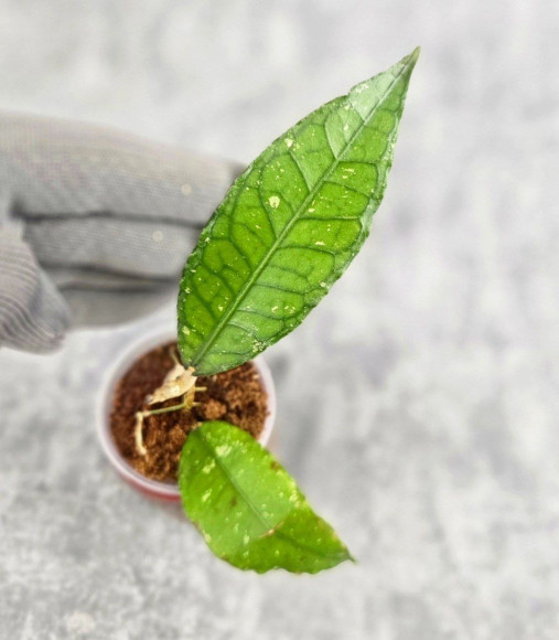 Hoya Sp. Aceh Badak Uken 