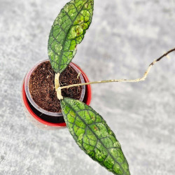 Hoya Clemensiorum Aceh #003            