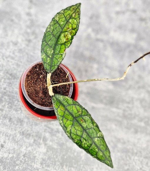 Hoya Clemensiorum Aceh #003            