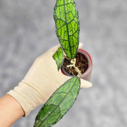 Hoya Clemensiorum Aceh #031 