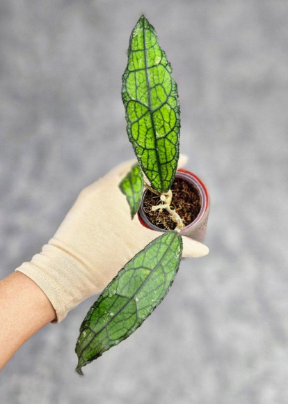 Hoya Clemensiorum Aceh #031 