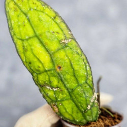 Hoya Clemensiorum Aceh ar #141