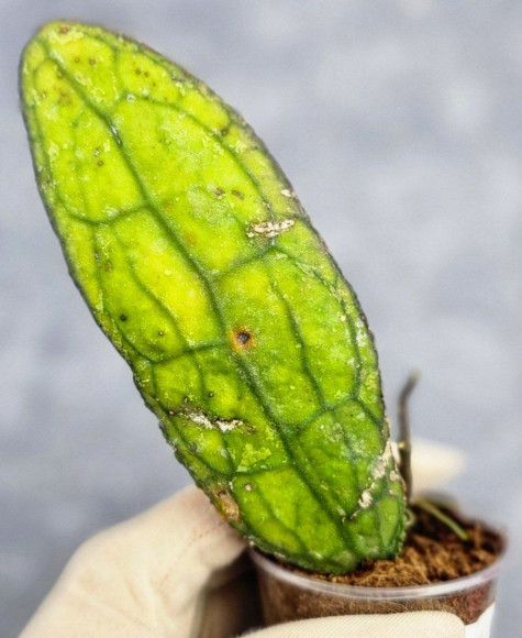 Hoya Clemensiorum Aceh ar #141