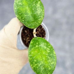 Hoya Clemensiorum Aceh Oval Big Leaf