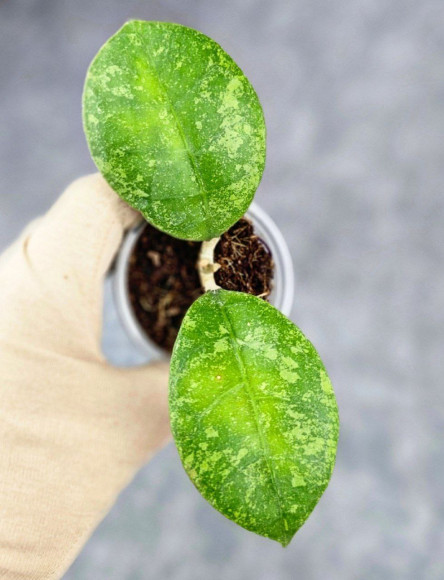 Hoya Clemensiorum Aceh Oval Big Leaf