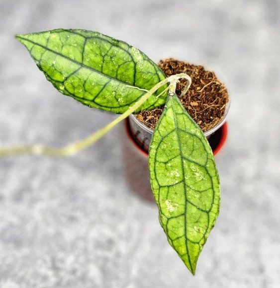 Hoya Clemensiorum Sarawak #002 Hoya Clemensiorum Sarawak #002