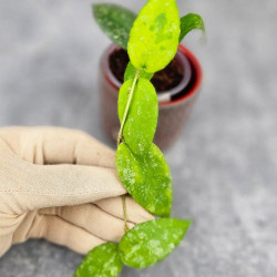 Hoya Caudata Aceh  High Splash 