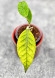 Hoya Sp Aceh 