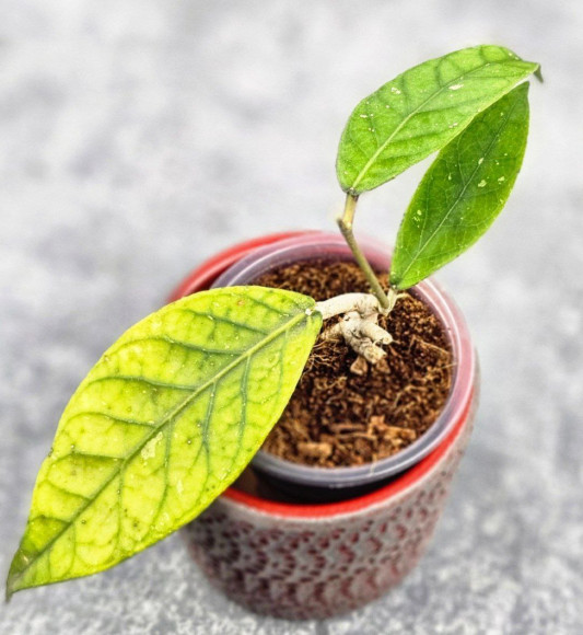 Hoya Sp Aceh Hoya Sp Aceh