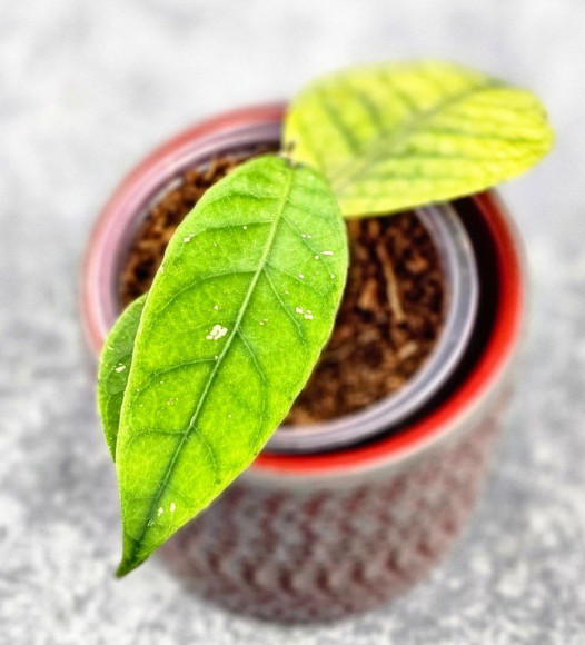 Hoya Sp Aceh Hoya Sp Aceh