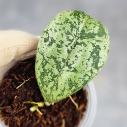 Hoya Deykeae Morning Day Silver