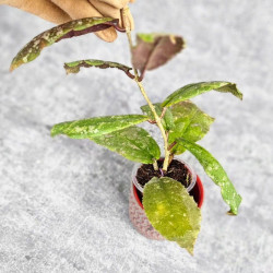 Hoya Undulata Silver Purpul   