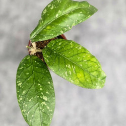 Hoya Sp. Aceh Embun Madu 