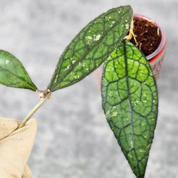 Hoya Clemensiorum Aceh #003             