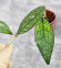 Hoya Clemensiorum Aceh #003             