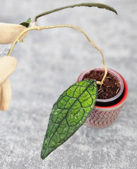 Hoya Clemensiorum Aceh #003 Hoya Clemensiorum Aceh #003