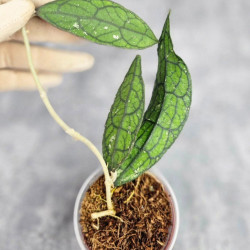 Hoya Clemensiorum Aceh #031  