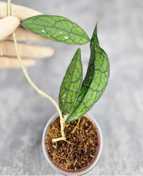 Hoya Clemensiorum Aceh #031  