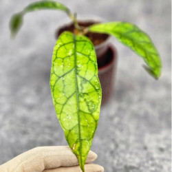 Hoya Clemensiorum Aceh ar #142