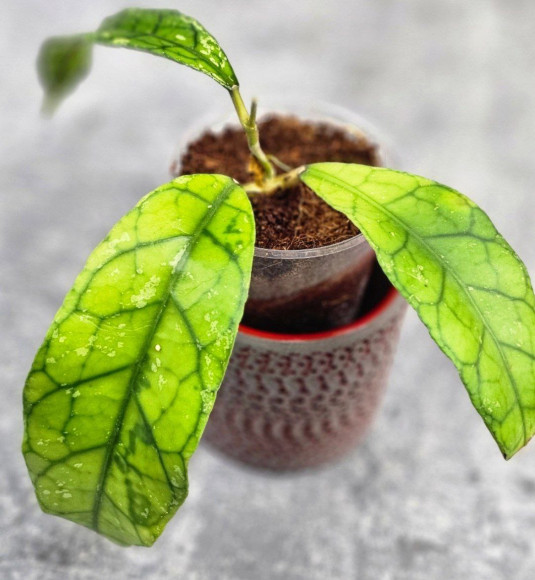 Hoya Clemensiorum Aceh ar #142 Hoya Clemensiorum Aceh ar #142