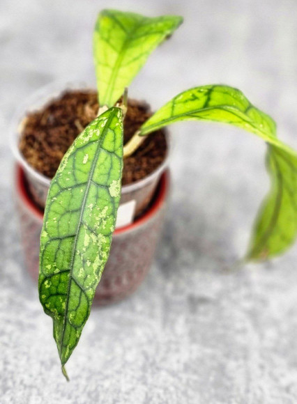 Hoya Clemensiorum Aceh ar #142 Hoya Clemensiorum Aceh ar #142