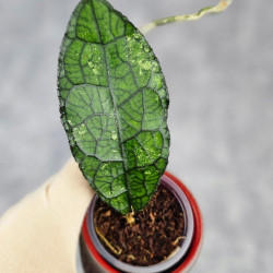 Hoya Clemensiorum Aceh Oval Big Leaf 