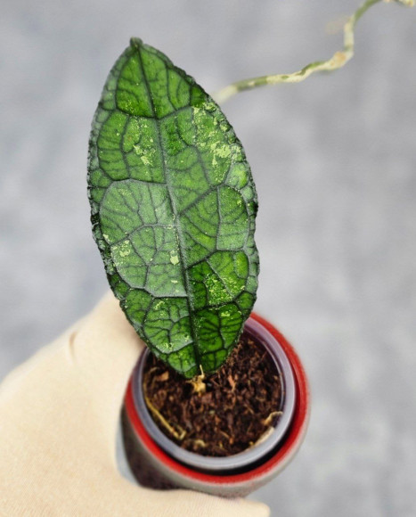 Hoya Clemensiorum Aceh Oval Big Leaf Hoya Clemensiorum Aceh Oval Big Leaf