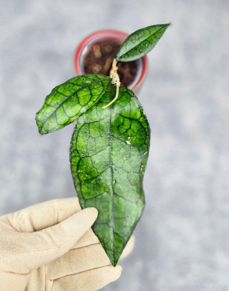 Hoya Clemensiorum Sarawak #002   